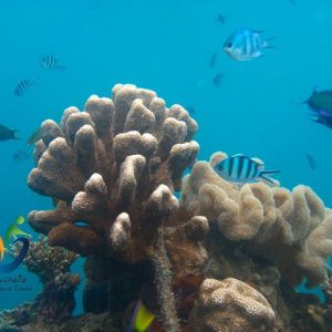 pesona-karimunjawa