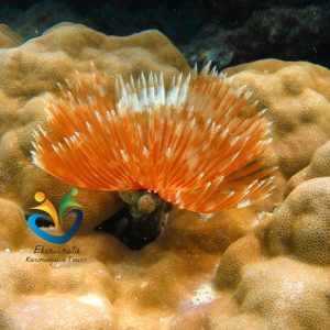 underwater-karimunjawa